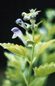 Scutellaria sp
